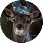 Kelowna Chainlink Fences & Gates | Farm & Deer Fencing