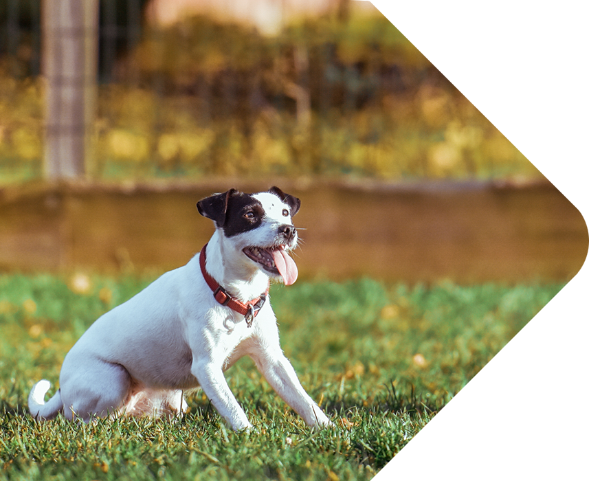 Kelowna Fences & Gates Fencing Quality Chain Link Fencing