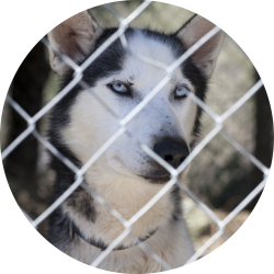 Dog Kennel Fencing | Kelowna Chainlink Fences & Gates
