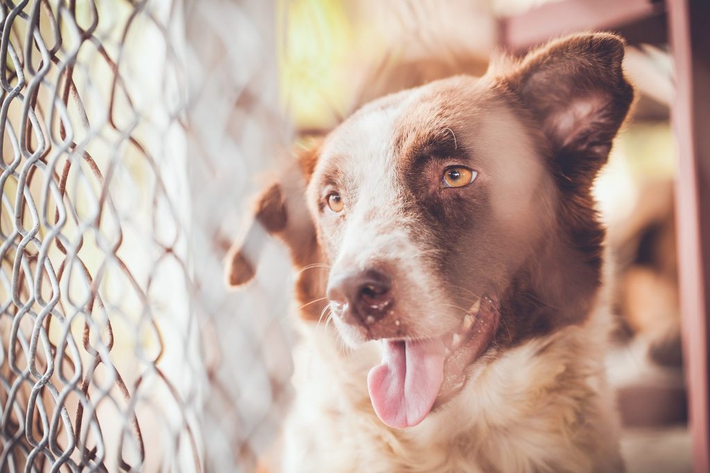 Dog Lovers, Give Your Dog the Outdoor Run He Deserves with Chain Link Fencing