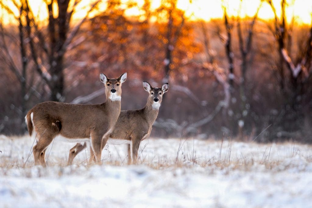 Read more on Okanagan Wildlife, Bears and Deer: Fencing Solutions to Protect Your Yard