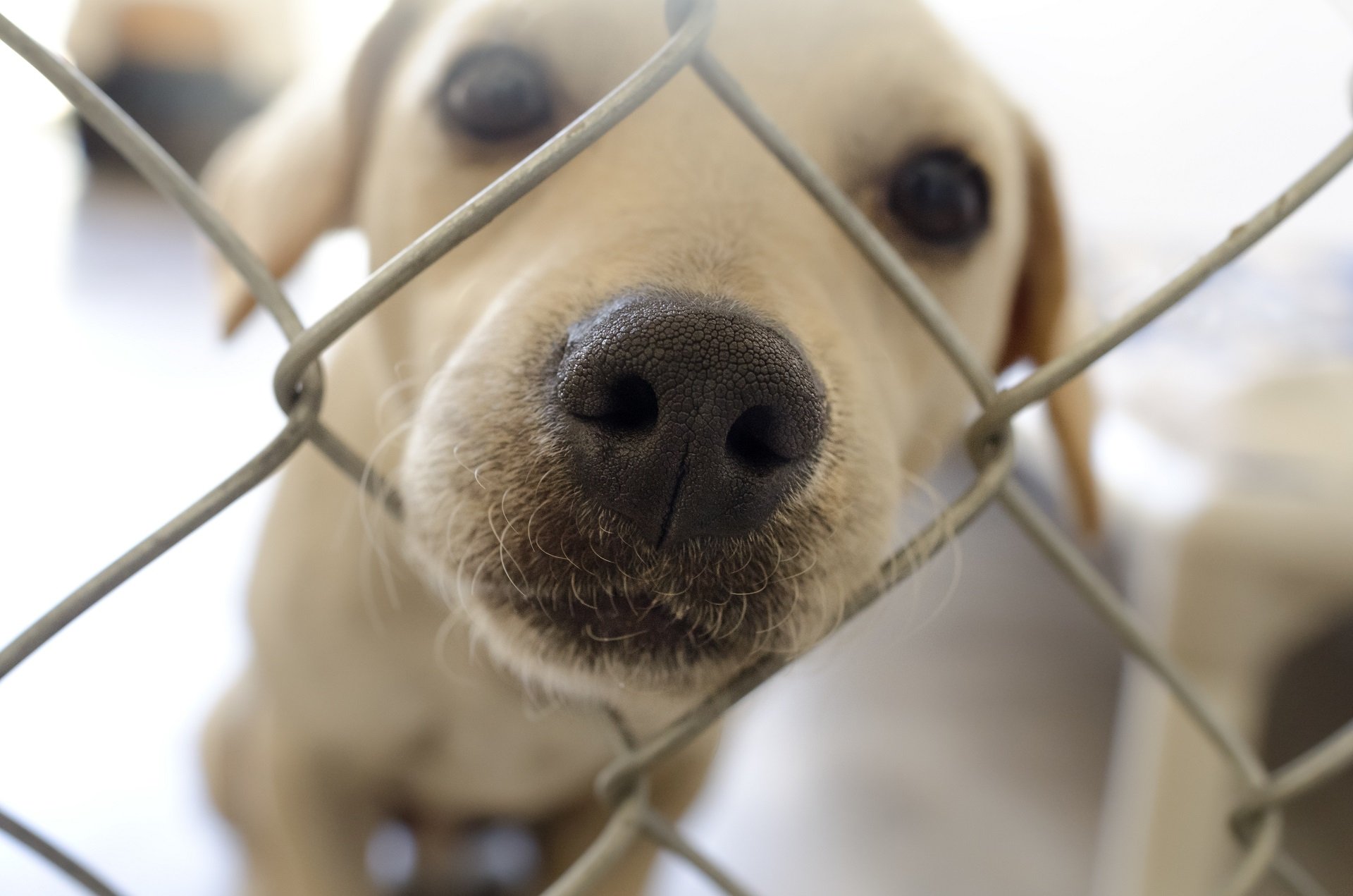 puppy-perimeter-Quality-Chain-Link-Fencing-Kelowna-heavy-duty-dog-kennel