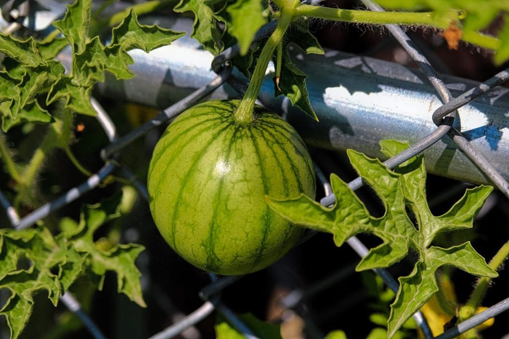 chain link fence for garden with tomato